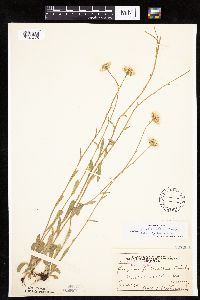 Erigeron pulchellus image