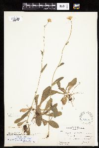 Erigeron pulchellus image