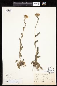 Erigeron pulchellus image