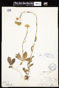 Erigeron pulchellus image