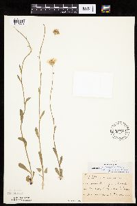 Erigeron pulchellus image