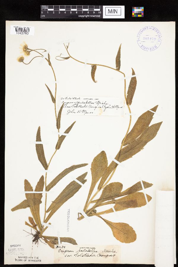 Erigeron pulchellus var. tolsteadii image