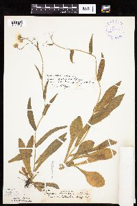 Erigeron pulchellus image