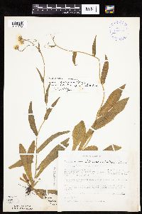 Erigeron pulchellus image