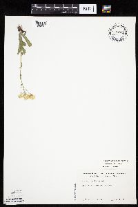 Erigeron pulchellus image