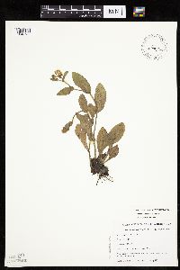 Erigeron pulchellus image