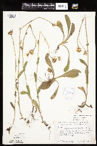 Erigeron pulchellus image