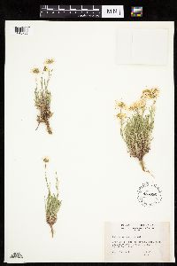Erigeron pumilus image