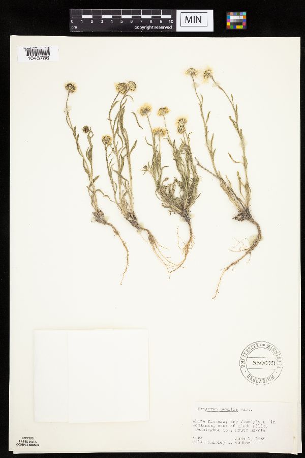 Erigeron pumilus image