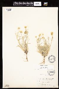 Erigeron pumilus image