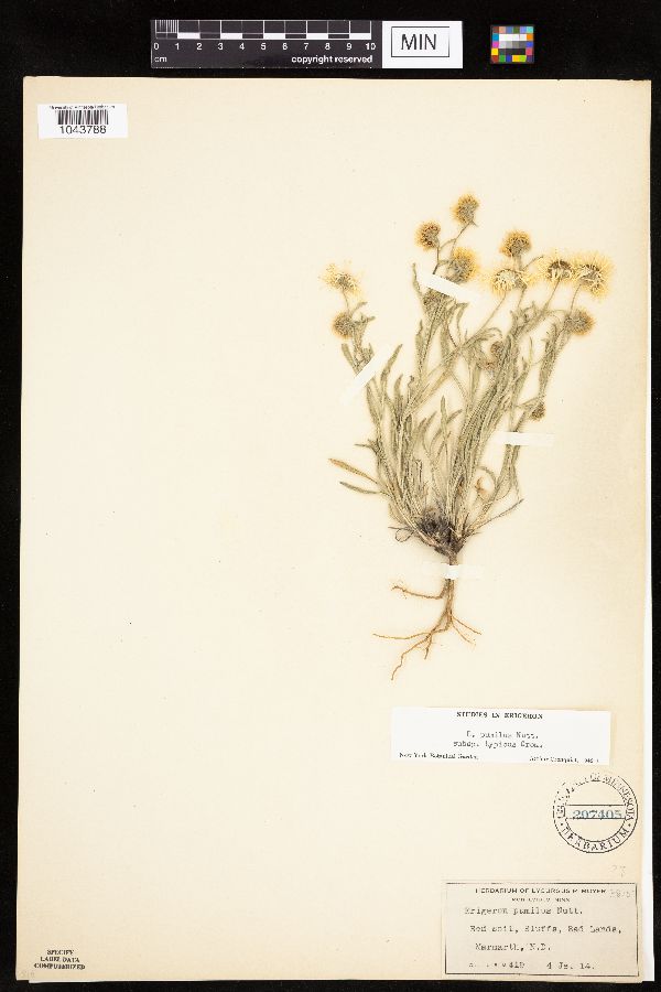 Erigeron pumilus subsp. pumilus image