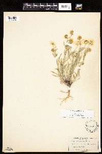 Erigeron pumilus image