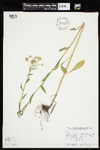 Image of Erigeron strigosus