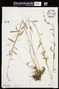 Erigeron strigosus var. septentrionalis image