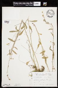 Erigeron strigosus var. septentrionalis image