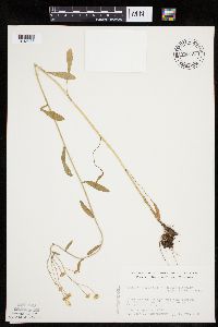 Erigeron strigosus var. septentrionalis image