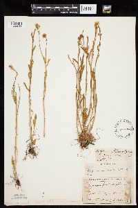 Erigeron strigosus var. septentrionalis image