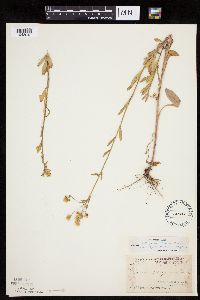 Erigeron strigosus var. septentrionalis image