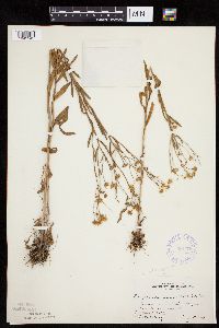 Erigeron strigosus var. septentrionalis image