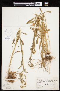 Erigeron strigosus var. septentrionalis image