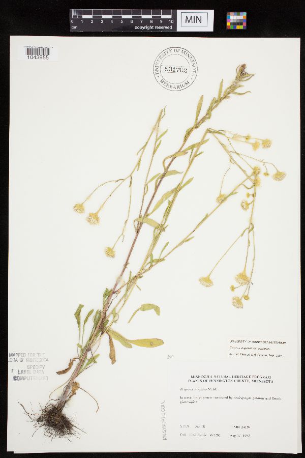 Erigeron image