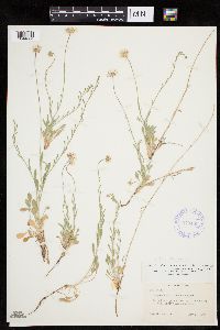 thumbnail image of current specimen