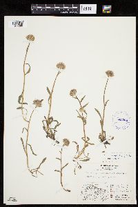 Erigeron uniflorus image