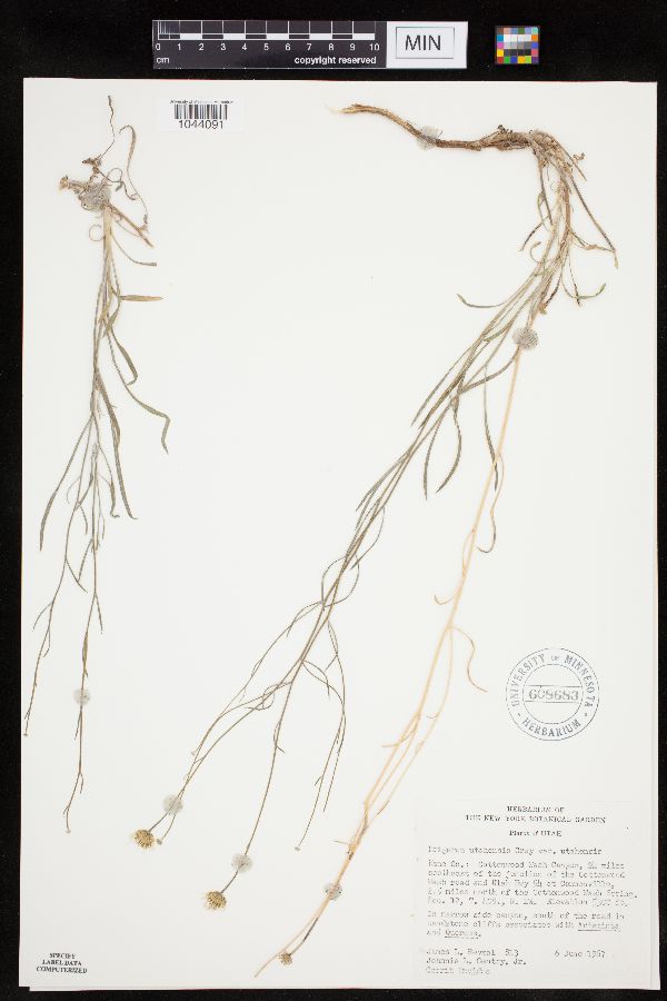 Verbesina encelioides image