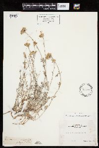 Eriophyllum confertiflorum image