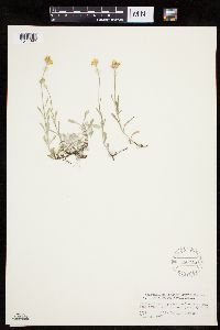 Eriophyllum lanatum image