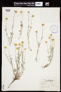 Eriophyllum lanatum image