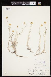 Eriophyllum lanatum image
