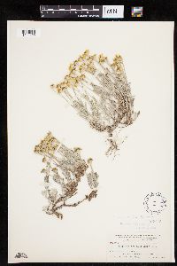 Eriophyllum lanatum image