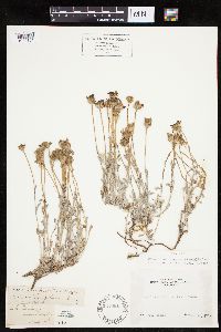 Eriophyllum lanatum image