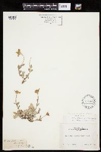 Eriophyllum lanatum image