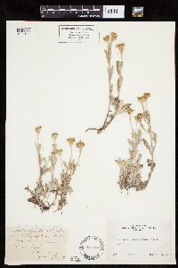 Eriophyllum lanatum image