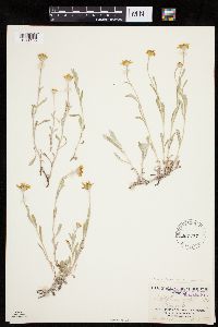 Eriophyllum lanatum image
