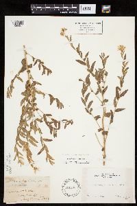 Image of Eucephalus breweri