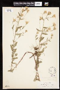 Eucephalus ledophyllus image