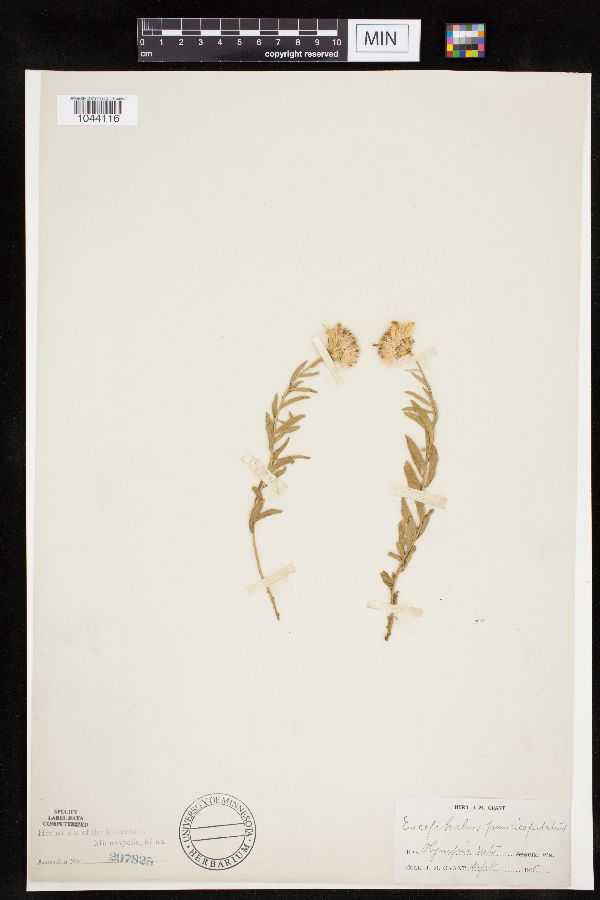 Eucephalus paucicapitatus image