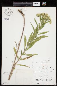 thumbnail image of current specimen