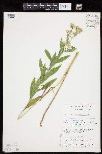 Eupatorium altissimum image