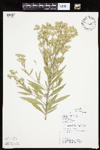 Eupatorium altissimum image