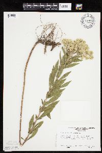 Eupatorium altissimum image