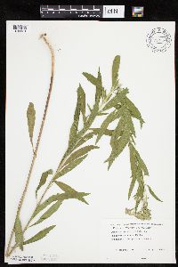 thumbnail image of current specimen