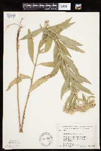Eupatorium altissimum image