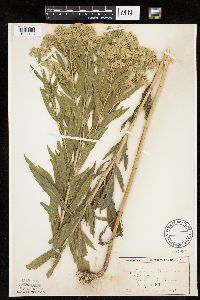 Eupatorium altissimum image