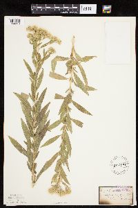 Eupatorium altissimum image