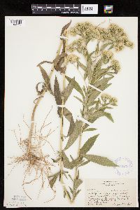 Eupatorium altissimum image
