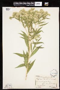 Eupatorium altissimum image
